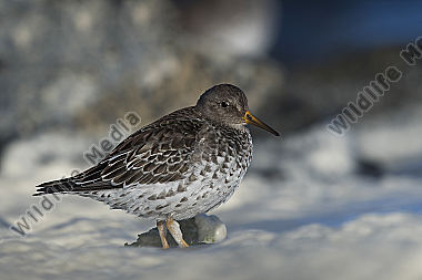 Meerstrandläufer Calidris maritima