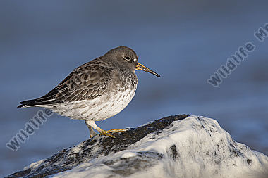 Meerstrandläufer Calidris maritima