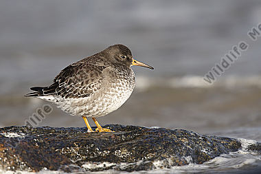 Meerstrandläufer Calidris maritima