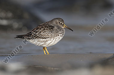 Meerstrandläufer Calidris maritima
