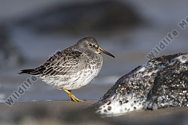 Meerstrandläufer Calidris maritima