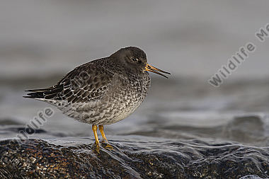 Meerstrandläufer Calidris maritima
