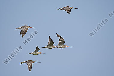 Pfuhlschnepfe Limosa lapponica