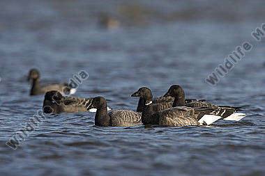 Ringelgans Branta bernicla