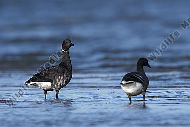 Ringelgans Branta bernicla
