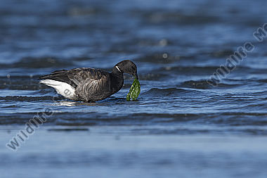 Ringelgans Branta bernicla