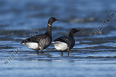 Ringelgans Branta bernicla