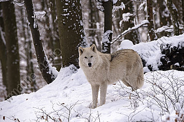 Polarwolf Weißwolf oder arktische Wolf Canis lupus arctos