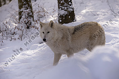 Polarwolf Weißwolf oder arktische Wolf Canis lupus arctos