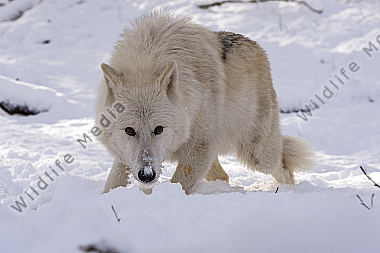 Polarwolf Weißwolf oder arktische Wolf Canis lupus arctos