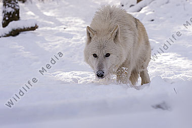 Polarwolf Weißwolf oder arktische Wolf Canis lupus arctos