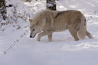 Polarwolf Weißwolf oder arktische Wolf Canis lupus arctos