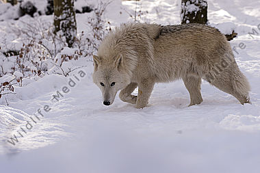 Polarwolf Weißwolf oder arktische Wolf Canis lupus arctos