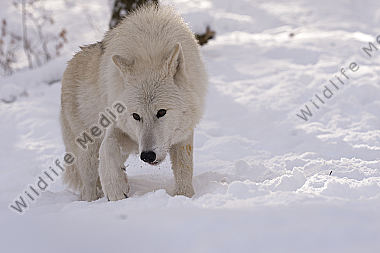 Polarwolf Weißwolf oder arktische Wolf Canis lupus arctos