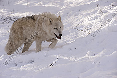 Polarwolf Weißwolf oder arktische Wolf Canis lupus arctos