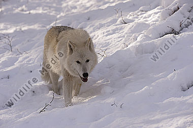 Polarwolf Weißwolf oder arktische Wolf Canis lupus arctos