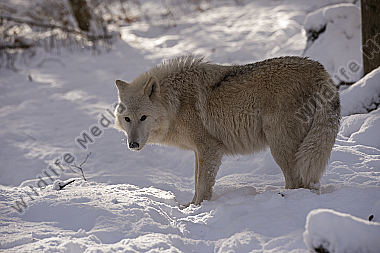 Polarwolf Weißwolf oder arktische Wolf Canis lupus arctos