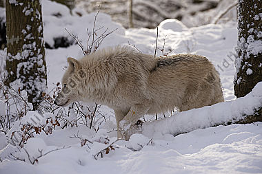 Polarwolf Weißwolf oder arktische Wolf Canis lupus arctos
