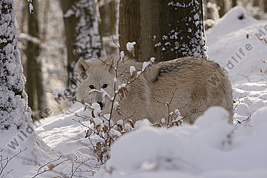 Polarwolf Weißwolf oder arktische Wolf Canis lupus arctos