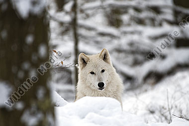 Polarwolf Weißwolf oder arktische Wolf Canis lupus arctos