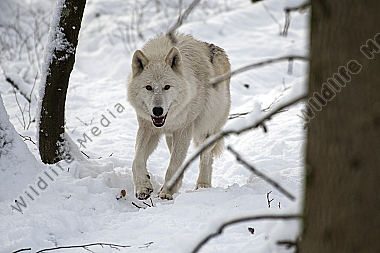 Polarwolf Weißwolf oder arktische Wolf Canis lupus arctos