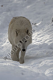 Polarwolf Weißwolf oder arktische Wolf Canis lupus arctos