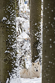 Polarwolf Weißwolf oder arktische Wolf Canis lupus arctos