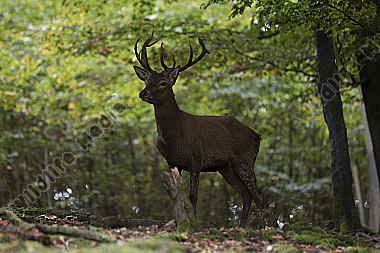 Rothirsch Cervus elaphus