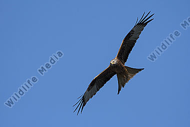 Rotmilan Milvus milvus