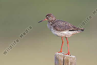Rotschenkel Tringa totanus