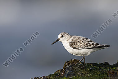 Sanderling Calidris alba