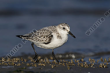 Sanderling Calidris alba