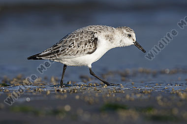 Sanderling Calidris alba