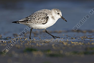 Sanderling Calidris alba
