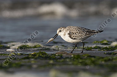 Sanderling Calidris alba