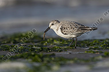Sanderling Calidris alba