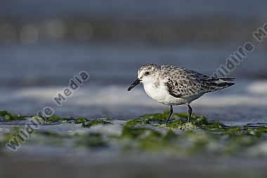 Sanderling Calidris alba