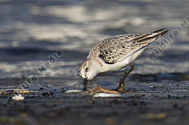 Sanderling Calidris alba