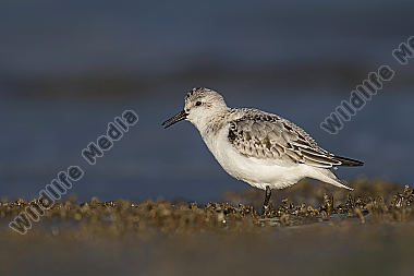 Sanderling Calidris alba