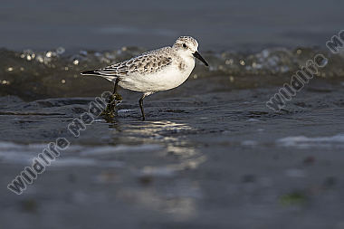 Sanderling Calidris alba