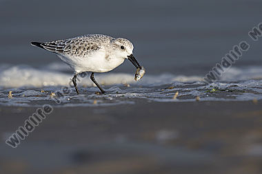 Sanderling Calidris alba