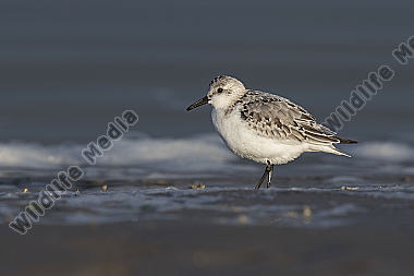 Sanderling Calidris alba