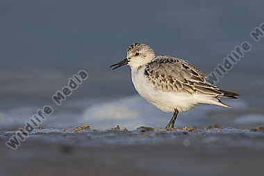 Sanderling Calidris alba
