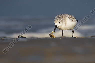 Sanderling Calidris alba