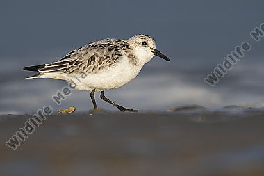 Sanderling Calidris alba