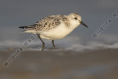 Sanderling Calidris alba