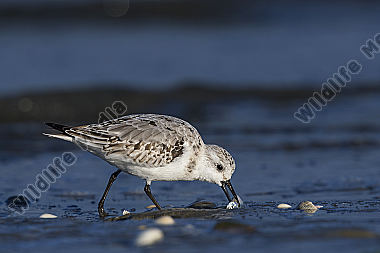 Sanderling Calidris alba