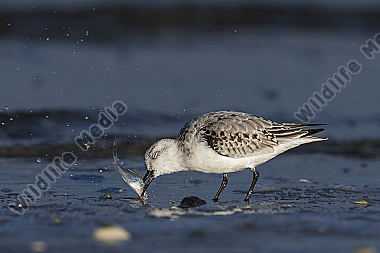 Sanderling Calidris alba