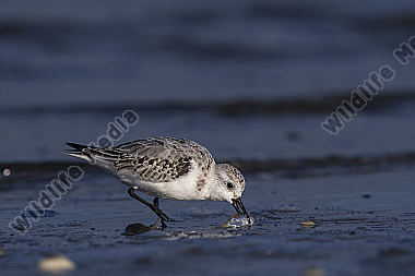 Sanderling Calidris alba