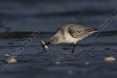 Sanderling Calidris alba